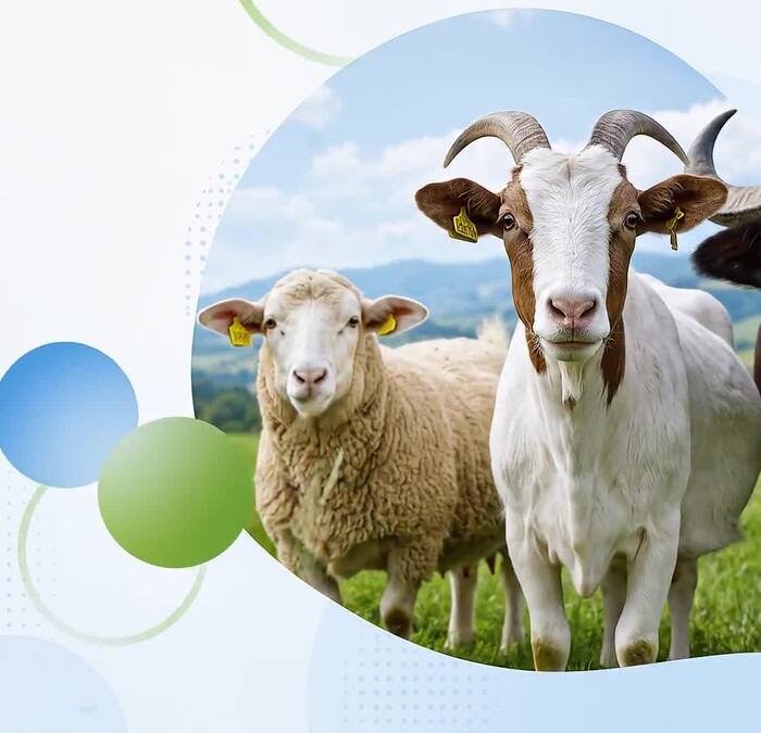 Livestock wellness