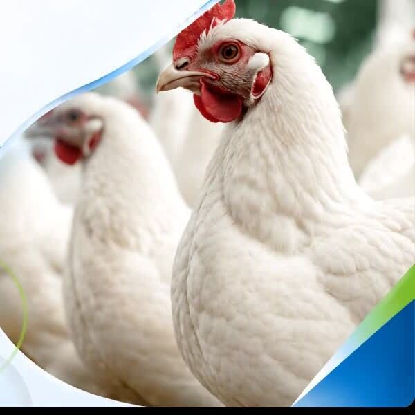 Poultry flock