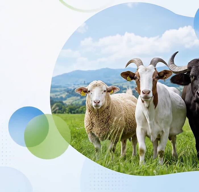 Ruminant livestock in pasture