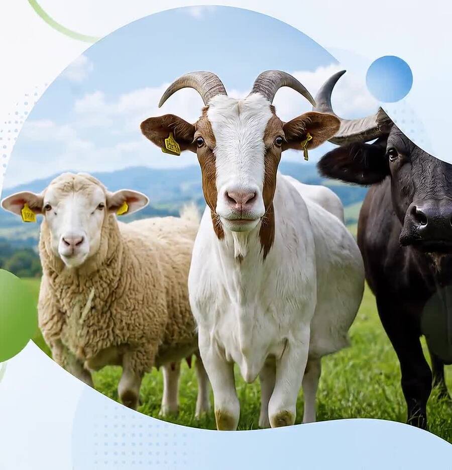 Sheep, goat and buffalo