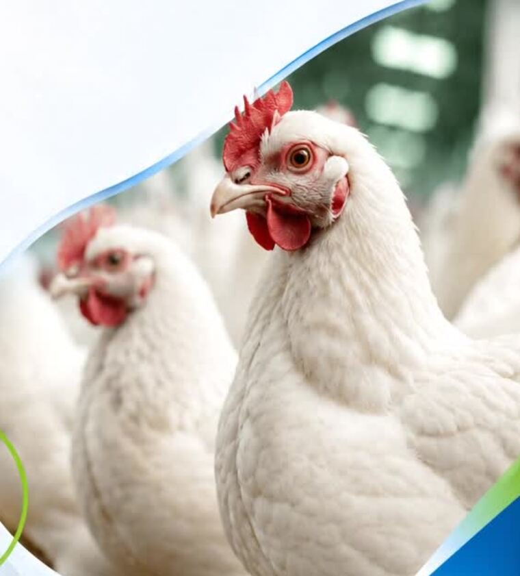 Broiler chickens